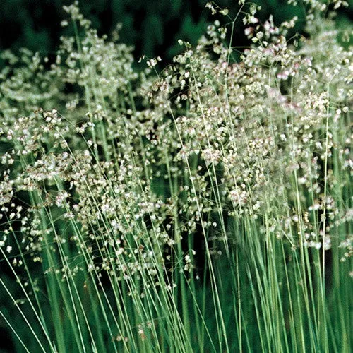 Quaking Grass